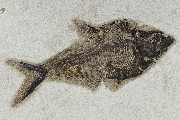Fossil Fish (Diplomystus) - Green River Formation #117135